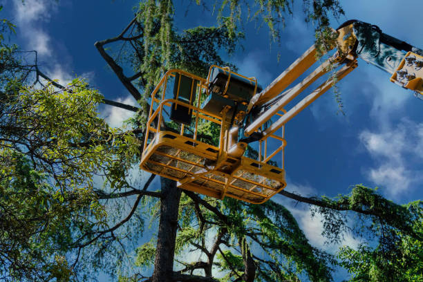 Best Commercial Tree Services  in Ovilla, TX