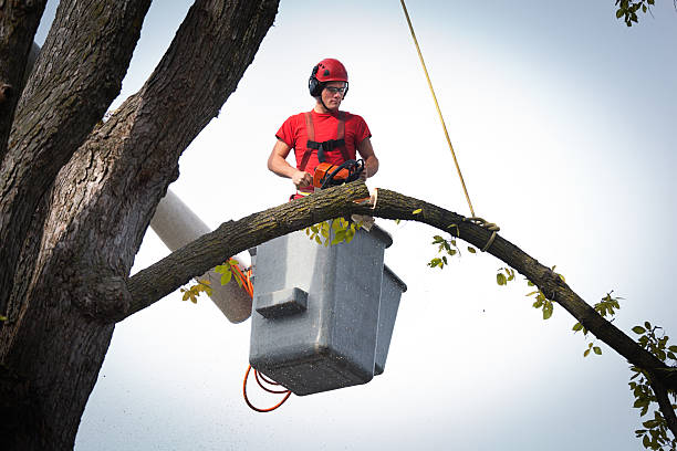 How Our Tree Care Process Works  in Ovilla, TX